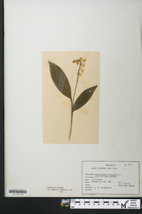 Convallaria majalis image