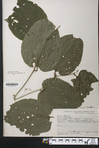 Smilax tamnoides image