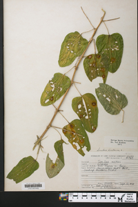 Smilax herbacea image