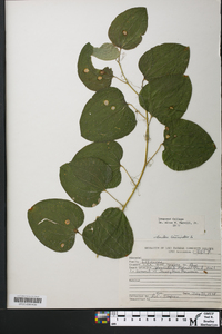 Smilax tamnoides image