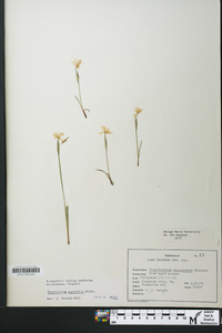 Sisyrinchium mucronatum image