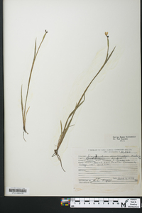 Sisyrinchium mucronatum image