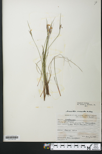 Sisyrinchium mucronatum image