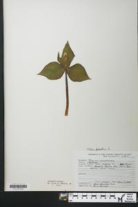 Trillium erectum image