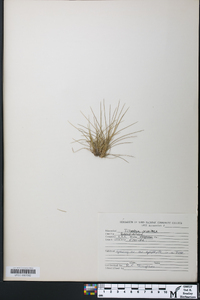 Tillandsia pruinosa image