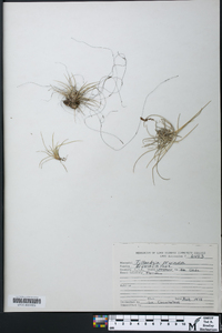 Tillandsia pruinosa image