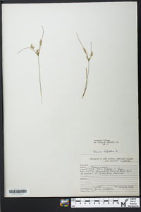 Juncus trifidus image