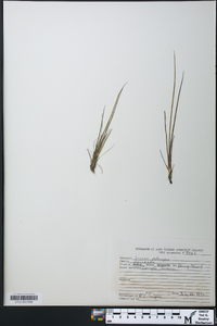 Juncus pelocarpus image