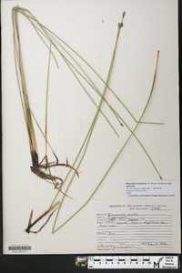 Eleocharis palustris var. palustris image