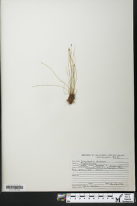 Eleocharis olivacea image