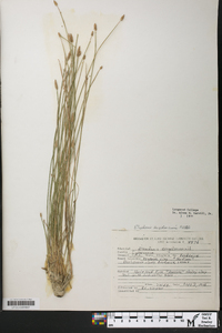 Eleocharis engelmannii image