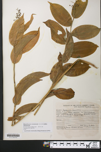 Maianthemum racemosum subsp. racemosum image