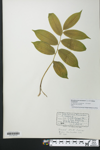 Maianthemum racemosum subsp. racemosum image