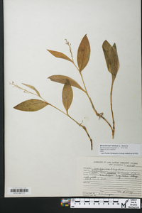 Maianthemum trifolium image