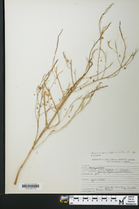 Asparagus officinalis image