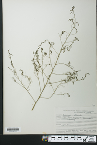 Asparagus officinalis image