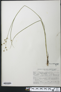 Juncus brachycephalus image