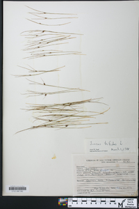 Juncus trifidus image