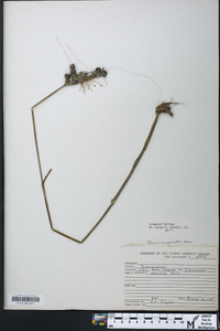 Juncus scirpoides image