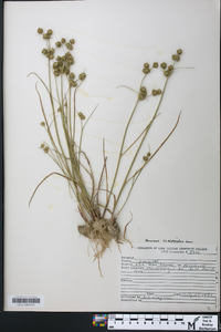 Juncus scirpoides image