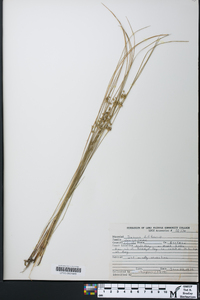 Juncus filiformis image