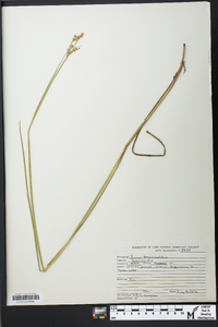 Juncus brevicaudatus image