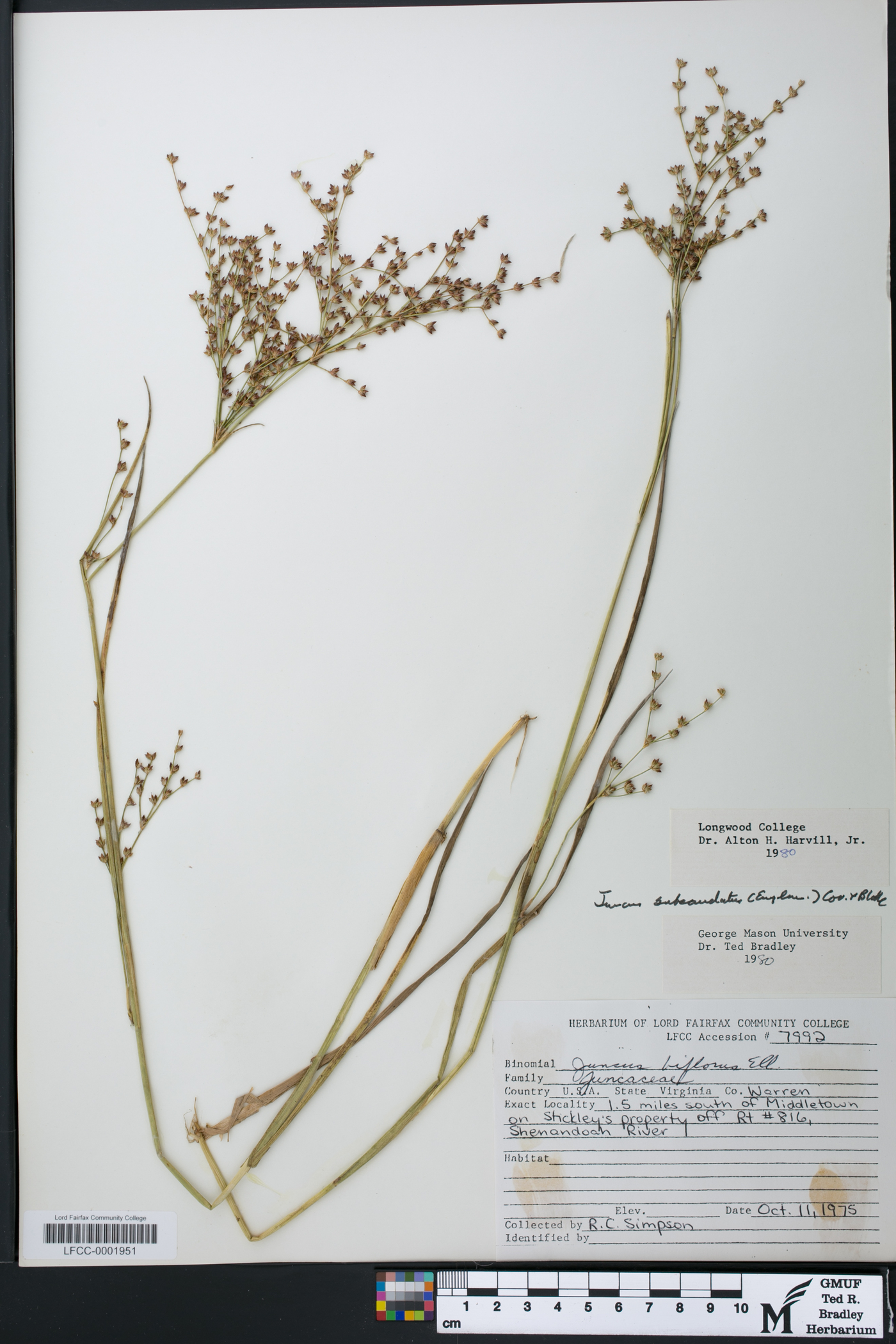 Juncus subcaudatus image