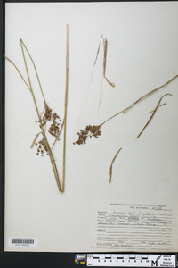 Juncus militaris image