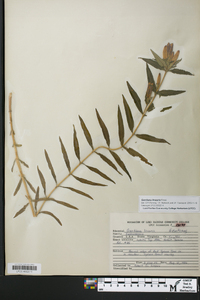 Gentiana linearis image