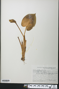 Calla palustris image