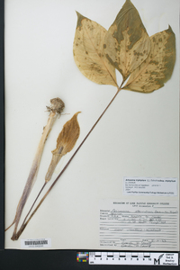 Arisaema triphyllum subsp. triphyllum image