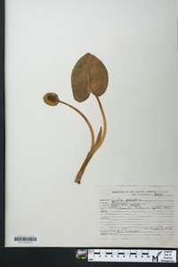 Calla palustris image