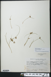 Cyperus bipartitus image