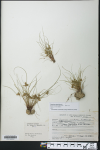 Cyperus squarrosus image