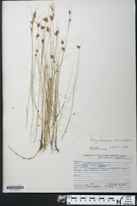 Rhynchospora fusca image