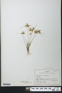 Cyperus flavescens image