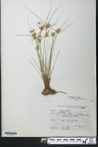 Cyperus flavescens image