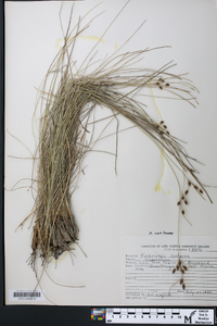 Fimbristylis castanea image