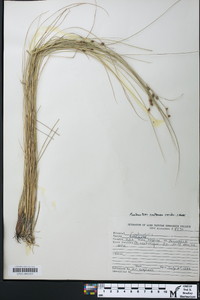 Fimbristylis castanea image