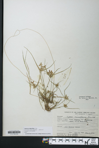 Cyperus bipartitus image