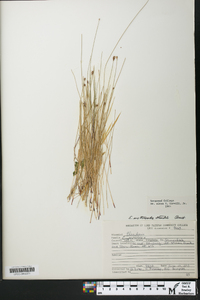 Eleocharis erythropoda image