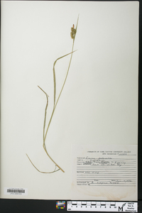 Carex pallescens image