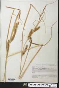 Carex lacustris image