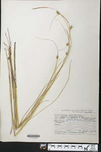 Carex oligosperma image