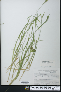 Carex prasina image