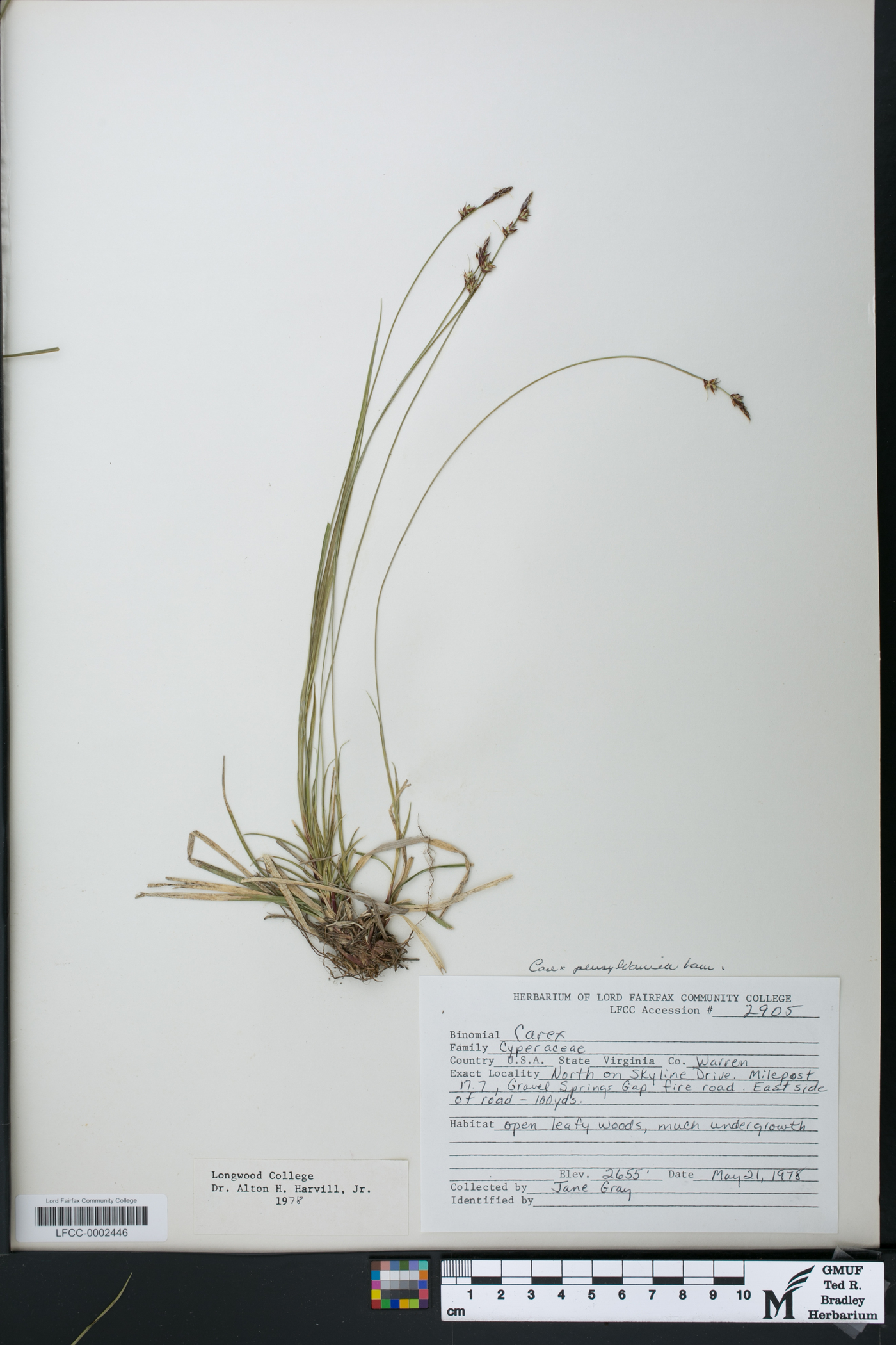 Carex pennsylvanica image