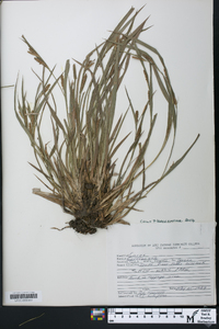 Carex flaccosperma image