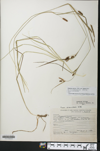 Cyperus nanus var. nanus image