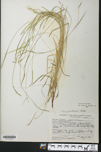 Carex gracilescens image