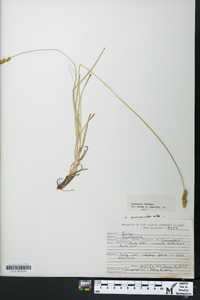 Carex sparganioides image